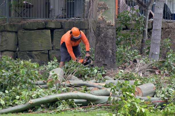 Reliable Bellaire, TX  Tree Services Solutions