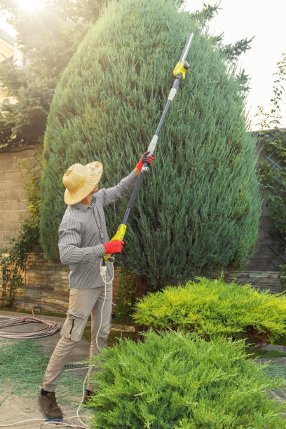 Leaf Removal in Bellaire, TX