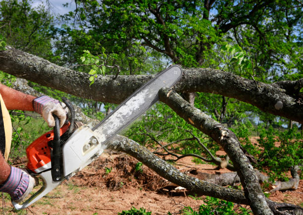 Organic Lawn Care Solutions in Bellaire, TX